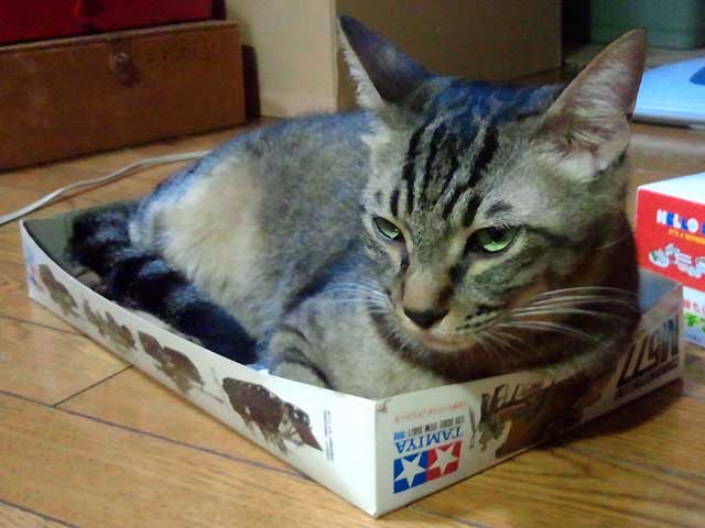 photo_My cat